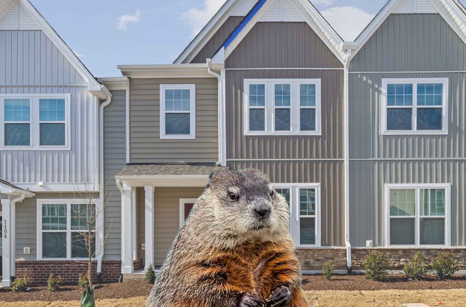 Groundhog with houses in background
