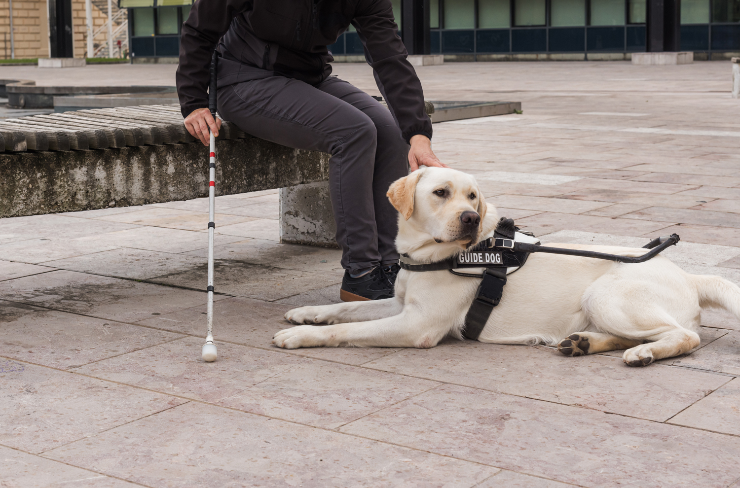 Visually impaired person with assistance dog sitting on a bench in a park