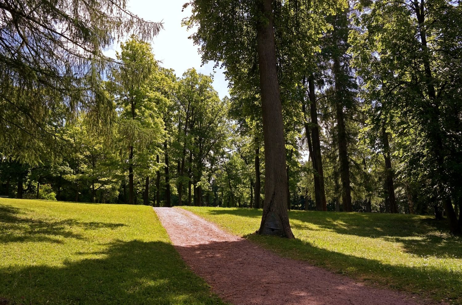 Long driveway through wooded area